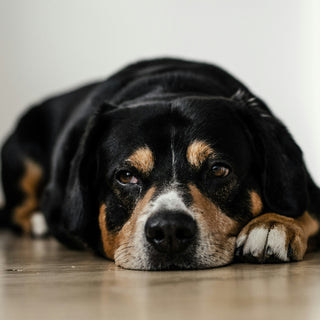 The Shake-Off Signal: What Your Dog’s Full-Body Wiggles Reveal About Nerve Recovery and Emotional Resetting