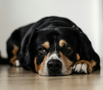 The Shake-Off Signal: What Your Dog’s Full-Body Wiggles Reveal About Nerve Recovery and Emotional Resetting