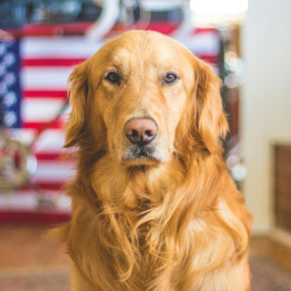 Snore Signals: What Your Dog’s Sleeping Sounds Reveal About Their Respiratory Health and Stress Levels