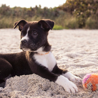 The Toy Toss Flop: What Your Dog’s Post-Play Plop Reveals About Muscle Recovery and Emotional Rebooting