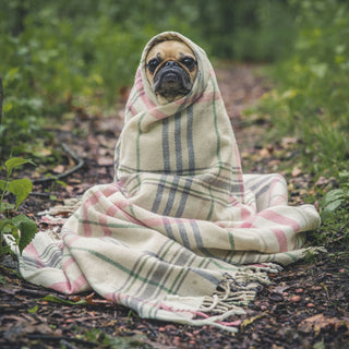 The Hiccup Hints: What Your Dog’s Sudden Bursts Reveal About Diaphragm Health and Emotional Tweaks
