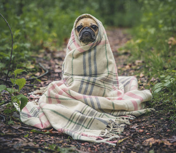 The Hiccup Hints: What Your Dog’s Sudden Bursts Reveal About Diaphragm Health and Emotional Tweaks