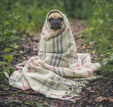The Hiccup Hints: What Your Dog’s Sudden Bursts Reveal About Diaphragm Health and Emotional Tweaks