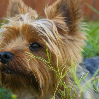 Eyes on Health: What Your Dog’s Vision Can Tell You About Their Overall Wellbeing