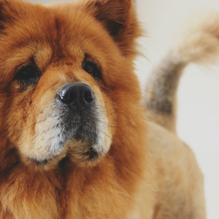 The Morning Stretch Mystery: What Your Dog’s Wake-Up Routine Reveals About Their Muscle Health and Emotional State