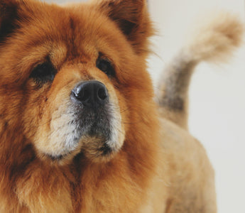 The Morning Stretch Mystery: What Your Dog’s Wake-Up Routine Reveals About Their Muscle Health and Emotional State
