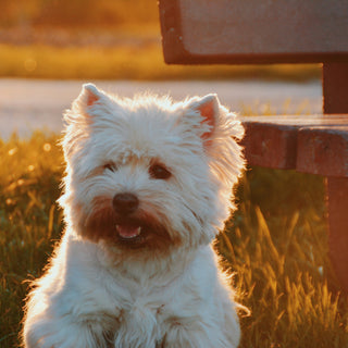 Shiver Speak: What Your Dog’s Trembling Really Reveals About Their Health and Emotions