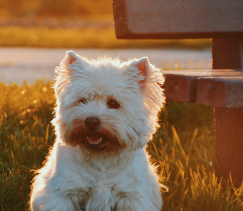 Shiver Speak: What Your Dog’s Trembling Really Reveals About Their Health and Emotions