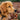 Eye-Rub Riddles: What Your Dog’s Face-Wiping Ritual Reveals About Allergies, Stress, and Eye Health