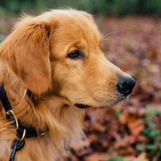 Eye-Rub Riddles: What Your Dog’s Face-Wiping Ritual Reveals About Allergies, Stress, and Eye Health