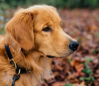 Eye-Rub Riddles: What Your Dog’s Face-Wiping Ritual Reveals About Allergies, Stress, and Eye Health