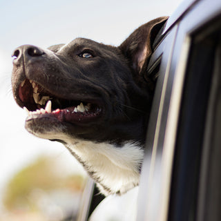 Heartbeat Tells: How Your Dog’s Pulse Rhythm Can Reveal Early Health Clues