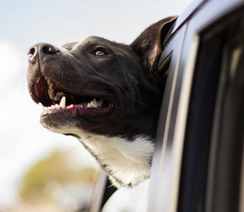 Heartbeat Tells: How Your Dog’s Pulse Rhythm Can Reveal Early Health Clues