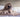 Bladder Chatter: What Subtle Changes in Your Dog’s Bathroom Habits Reveal About Their Urinary Health and Emotional Balance