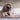 Bladder Chatter: What Subtle Changes in Your Dog’s Bathroom Habits Reveal About Their Urinary Health and Emotional Balance