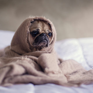 Bladder Chatter: What Subtle Changes in Your Dog’s Bathroom Habits Reveal About Their Urinary Health and Emotional Balance