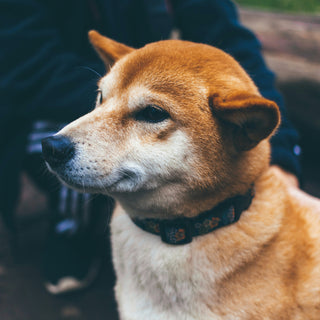 Groan Zones: What Your Dog’s Stretching Noises Reveal About Joint Health and Muscle Tension