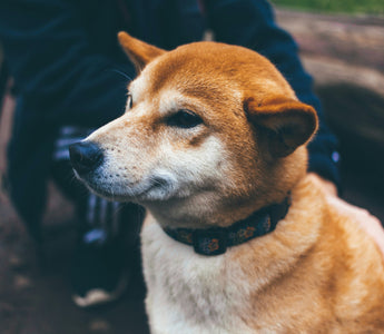 Groan Zones: What Your Dog’s Stretching Noises Reveal About Joint Health and Muscle Tension