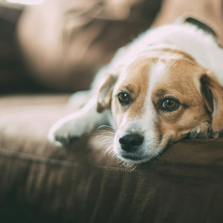 Jaw Drops and Jaw Health: What Your Dog’s Yawning Frequency Reveals About Stress and Wellness