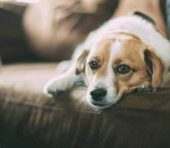 Jaw Drops and Jaw Health: What Your Dog’s Yawning Frequency Reveals About Stress and Wellness