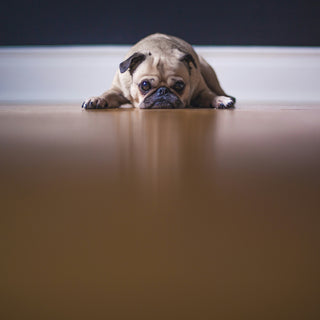 The Blanket Drag Decode: What Your Dog’s Bedding Rituals Reveal About Muscle Fatigue, Comfort Preferences, and Emotional Resetting