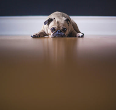 The Blanket Drag Decode: What Your Dog’s Bedding Rituals Reveal About Muscle Fatigue, Comfort Preferences, and Emotional Resetting
