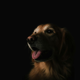 Tick Tock: What Your Dog’s Reaction to Time Cues Reveals About Their Cognitive Health