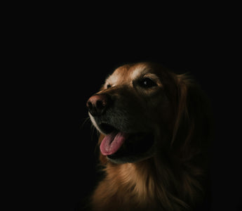 Tick Tock: What Your Dog’s Reaction to Time Cues Reveals About Their Cognitive Health