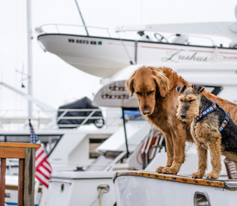 The Nose Knows Best: How Your Dog’s Sense of Smell Can Signal Health Changes Before You Notice