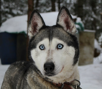 The Lean and the Lookaway: What Subtle Body Angles Reveal About Your Dog’s Skeletal Strain and Social Discomfort