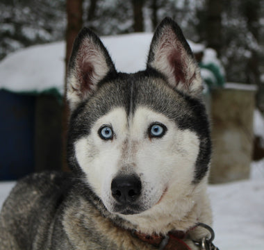 The Lean and the Lookaway: What Subtle Body Angles Reveal About Your Dog’s Skeletal Strain and Social Discomfort