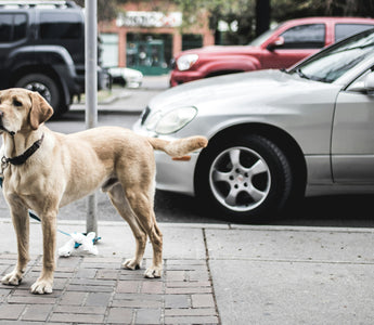 <h1>Ears Up, Health On: What Your Dog’s Ear Positioning Reveals About Their Wellbeing</h1>