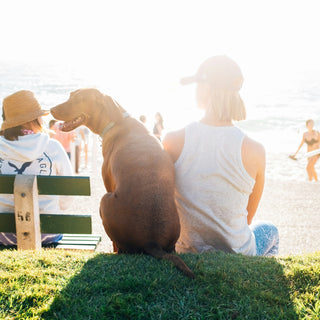 Paw Steps and Spine Signs: What Your Dog’s Stair-Climbing Style Reveals About Joint Health and Confidence