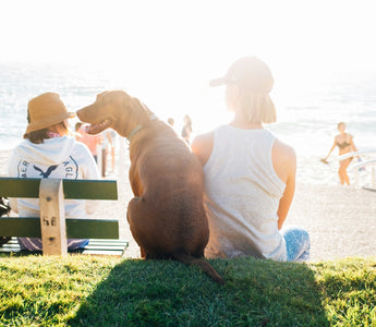 Paw Steps and Spine Signs: What Your Dog’s Stair-Climbing Style Reveals About Joint Health and Confidence