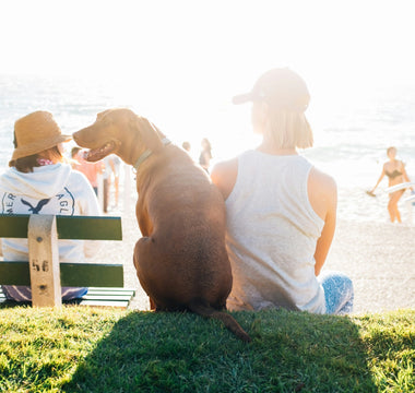 Paw Steps and Spine Signs: What Your Dog’s Stair-Climbing Style Reveals About Joint Health and Confidence