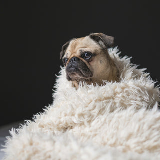 Chill Factor: What Your Dog’s Cooling Behaviors Reveal About Their Comfort and Health