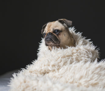 Chill Factor: What Your Dog’s Cooling Behaviors Reveal About Their Comfort and Health