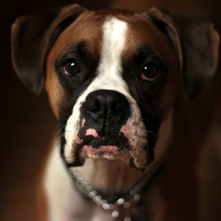 Tail Tells and Tummy Turns: What Your Dog’s Post-Potty Prance Reveals About Digestive Health and Emotional Relief