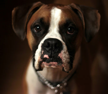Tail Tells and Tummy Turns: What Your Dog’s Post-Potty Prance Reveals About Digestive Health and Emotional Relief