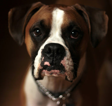 Tail Tells and Tummy Turns: What Your Dog’s Post-Potty Prance Reveals About Digestive Health and Emotional Relief