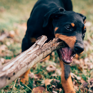 Coat Check: How Your Dog’s Fur Texture and Shine Reveal Hidden Deficiencies and Health Shifts