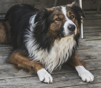 Frozen Ears and Floppy Fur: What Your Dog’s Cold Sensitivity Reveals About Circulation, Thyroid Health, and Comfort Cravings