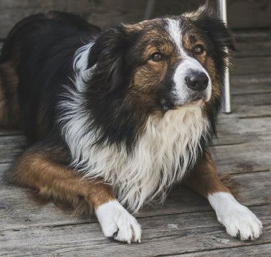 Frozen Ears and Floppy Fur: What Your Dog’s Cold Sensitivity Reveals About Circulation, Thyroid Health, and Comfort Cravings