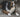 The Freeze-Frame Lick: What Your Dog’s Sudden Grooming Pauses Reveal About Neural Tension and Comfort Seeking