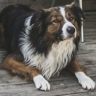 The Freeze-Frame Lick: What Your Dog’s Sudden Grooming Pauses Reveal About Neural Tension and Comfort Seeking