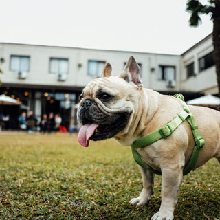 Protecting the Paws: Why Surface Safety Matters for Your Dog’s Joint Health and Behavior