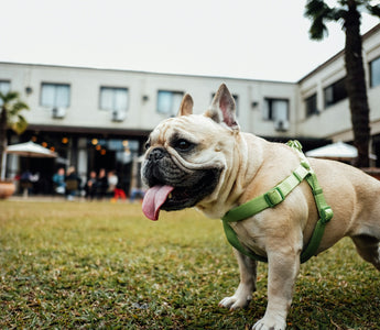 Protecting the Paws: Why Surface Safety Matters for Your Dog’s Joint Health and Behavior