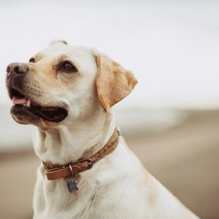 The Gait Gauge: What Your Dog’s Walking Rhythm Reveals About Hip Alignment, Fatigue Thresholds, and Emotional Tempo