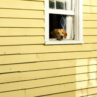 Backyard Zoomies or Warning Signs? What Sudden Fence-Running Might Reveal About Your Dog’s Stress and Health