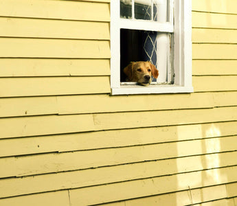 Backyard Zoomies or Warning Signs? What Sudden Fence-Running Might Reveal About Your Dog’s Stress and Health